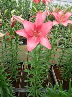 [5062 Fair Banks No02.JPG]